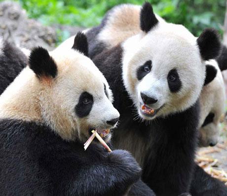 Туры в Чэнду