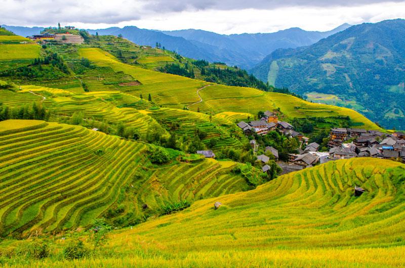 Rizières en terrasse de Longji