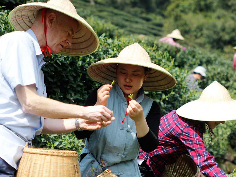 La cueillette des feuilles de thé
