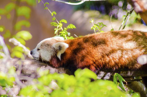 panda roux