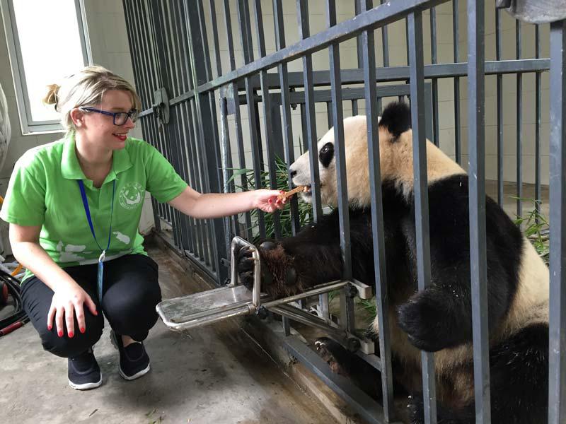 Programme de bénévolat de gardien du panda, nourrir un panda