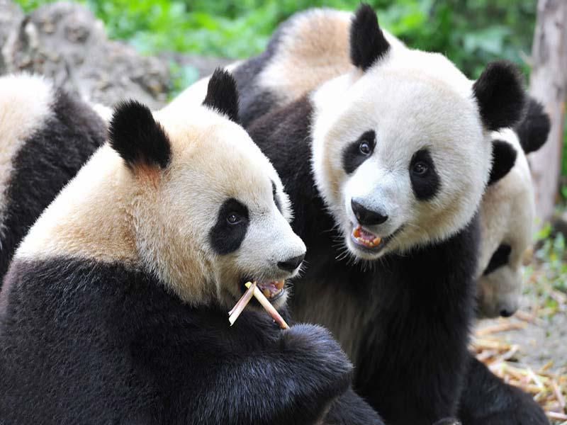 Les pandas à Chengdu