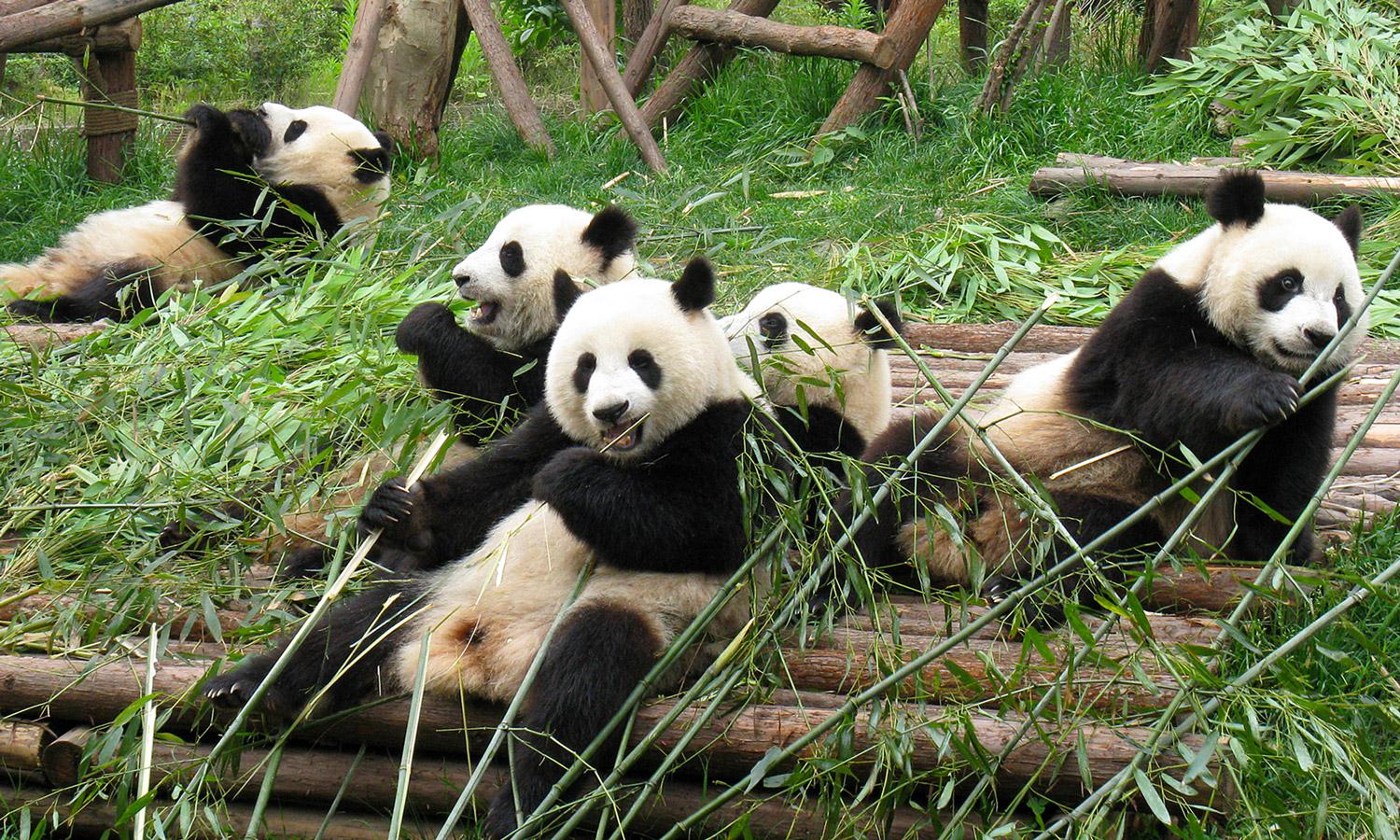 Les pandas géants