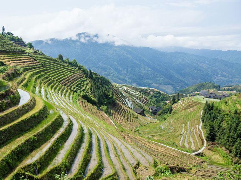 Champs en terrasses de Longsheng