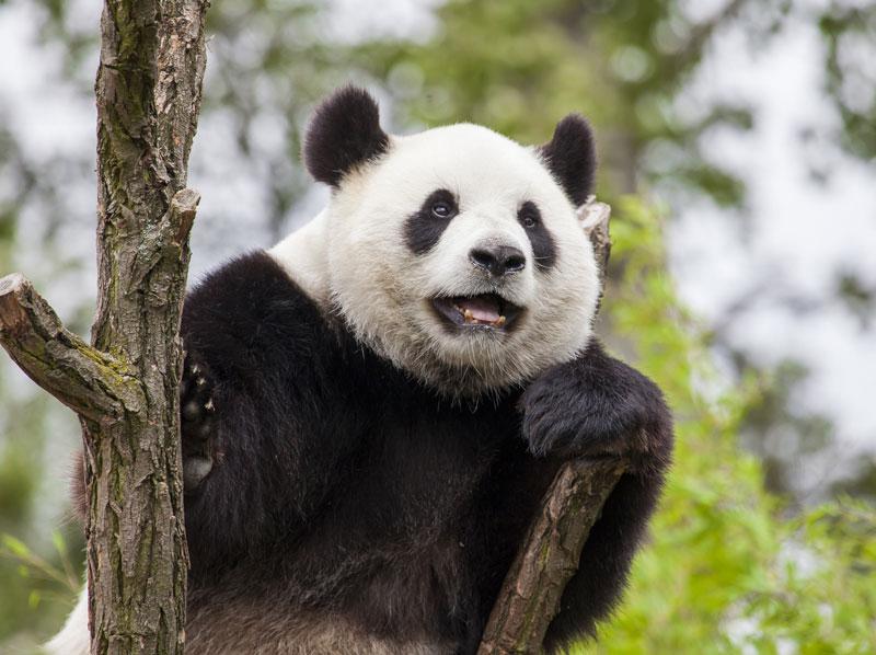 la centre des pandas de Wolong