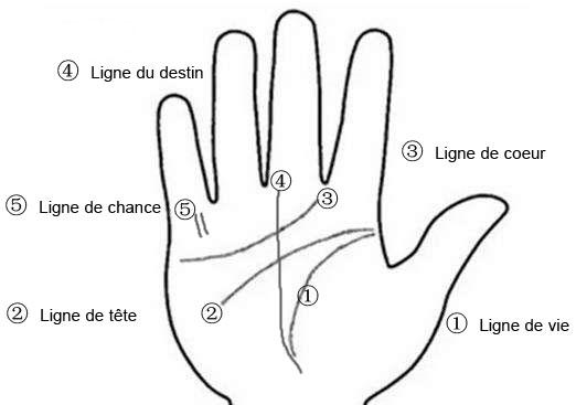 Lire les lignes de la main : la ligne de coeur, la ligne du destin, la ligne de la chance, la ligne de vie, la ligne de tête.