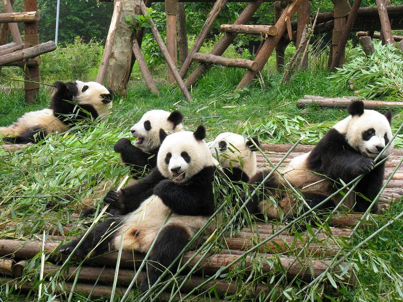 panda géant