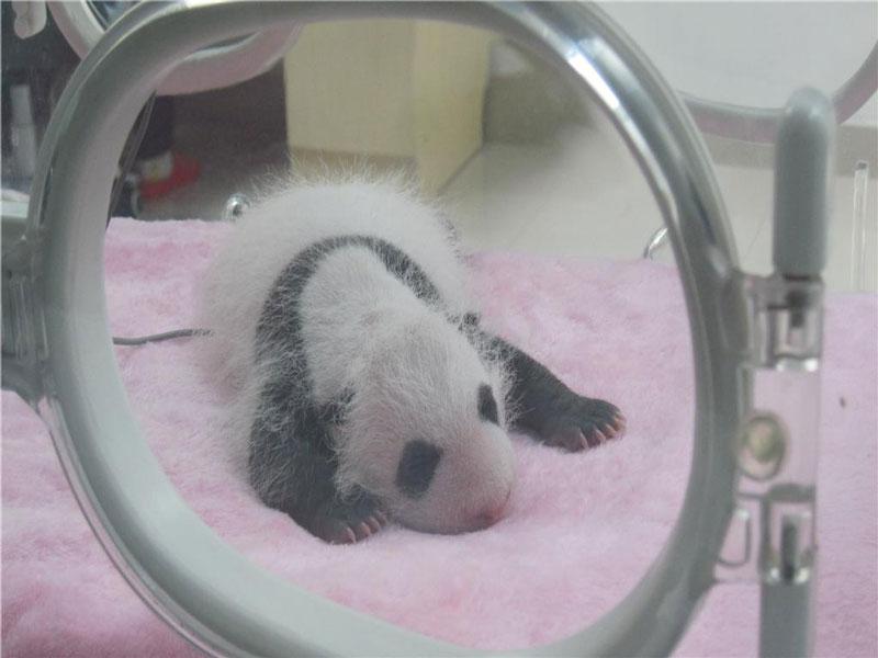 bébé panda