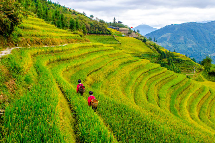 Rizières en terrasses de Longji